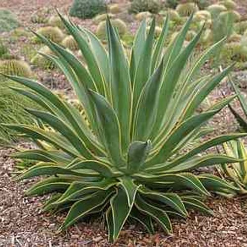 Agave mitis var. mitis - Shoot