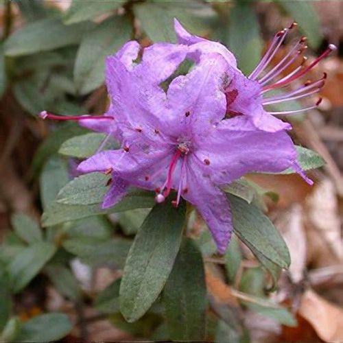 Rhododendron hippophaeoides var. hippophaeoides Fimbriatum Group - Shoot