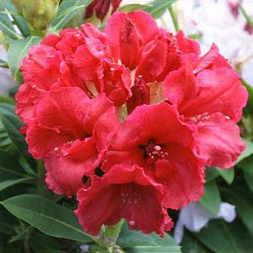 Rhododendron 'Red Jack' - Shoot