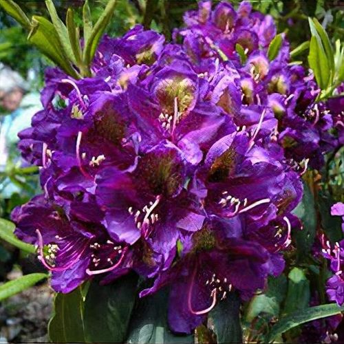 Rhododendron 'Monsieur Marcel Menard' - Shoot