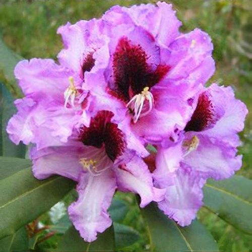 Rhododendron 'Hachmann's Kabarett' - Shoot