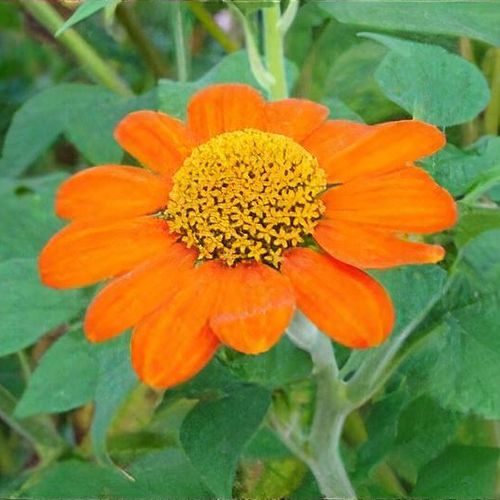 Tithonia rotundifolia shop