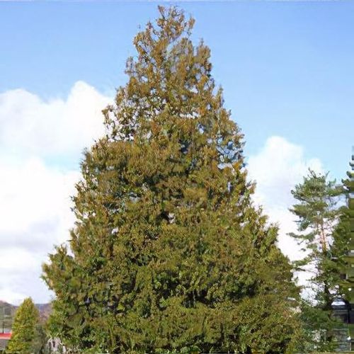 thuja gift Thuja plicata x standishii 'Green Giant' main image 0