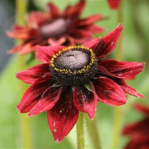 Rudbeckia hirta 'Cherry Brandy' - Shoot