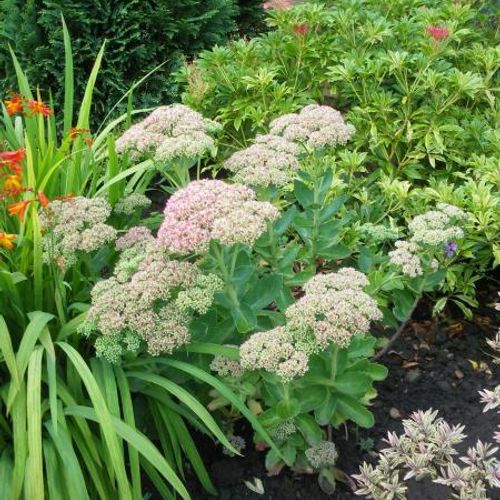 Hylotelephium spectabile (Brilliant Group) 'Brilliant' - Shoot
