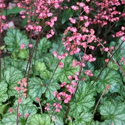 Heuchera paris store