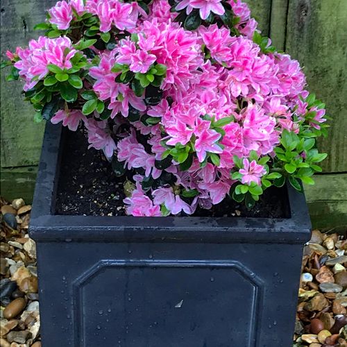 Rhododendron 'Kermesinum Rose' - Shoot