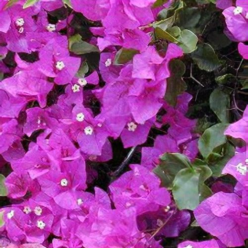 buy holy basil plant Holy Basil Live Plant, (Ocimum tenuiflorum) 2.5 inch Pot - Tulsi - Temperate Basil - Annual