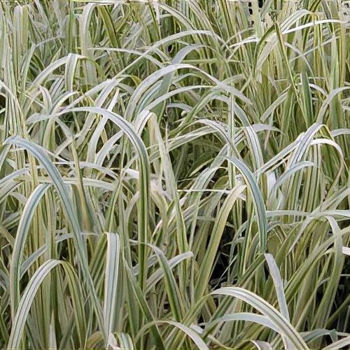 Glyceria maxima var. variegata - Shoot
