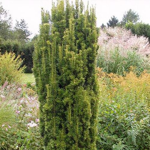 Taxus x media 'Stricta Viridis' - Shoot