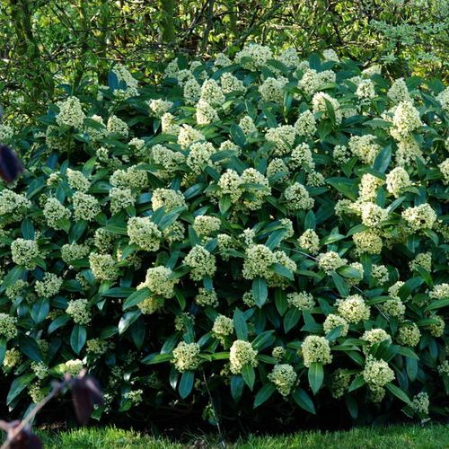 Skimmia outlet kew green