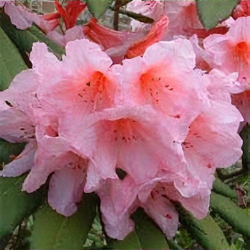 Rhododendron 'Aladdin' - Shoot