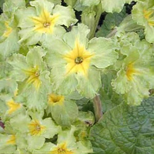 Primula Green Lace