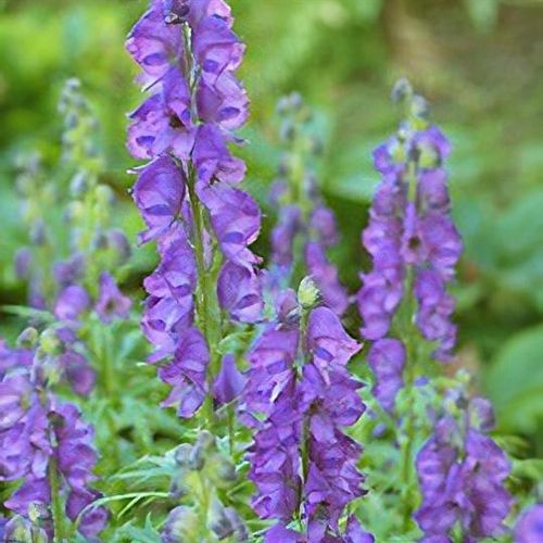 Aconitum napellus subsp. napellus Anglicum Group - Shoot