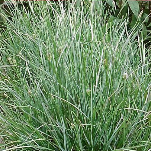 Sesleria caerulea clearance