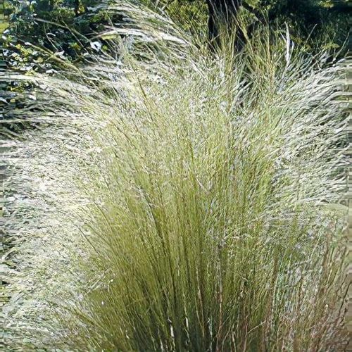 Stipa pennata best sale