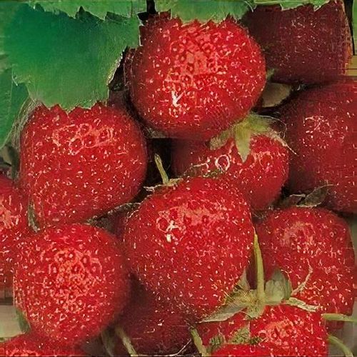 Fragaria x ananassa 'Elsanta' - Shoot