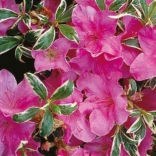 Rhododendron 'Silver Queen' - Shoot