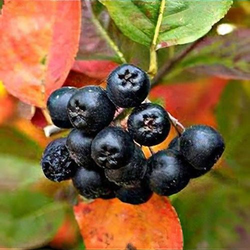 Aronia x prunifolia 'Viking' - Shoot