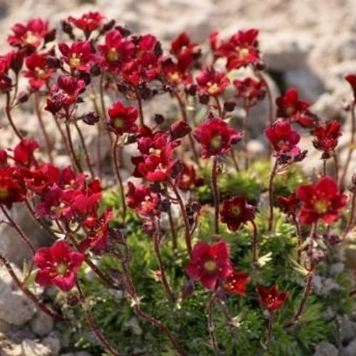 Saxifraga 'Touran Deep Red' (x arendsii) - Shoot