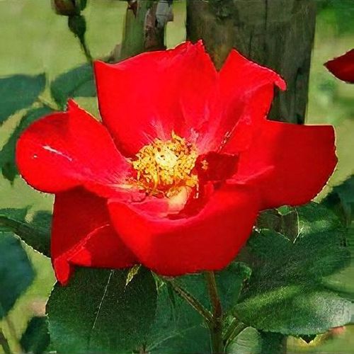 Rosa 'Altissimo' - Shoot