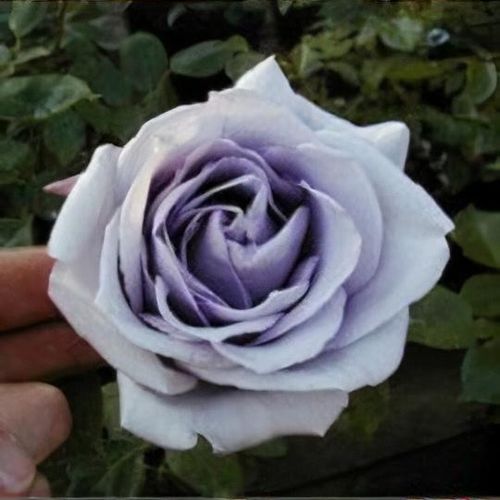 plant watering spray Transparent colored Chemical Sprayer Portable Pressure Garden Spray Bo   Supplify