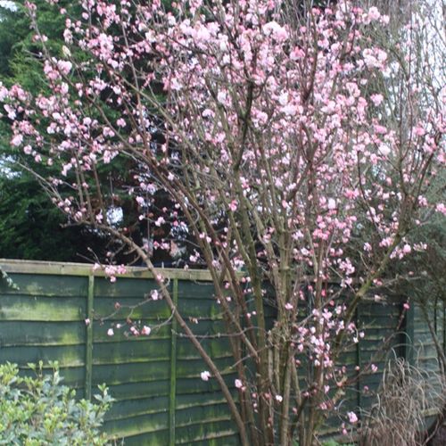 Viburnum x bodnantense 'Charles Lamont' - Shoot