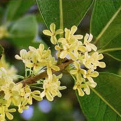 Osmanthus fragrans perfume sale