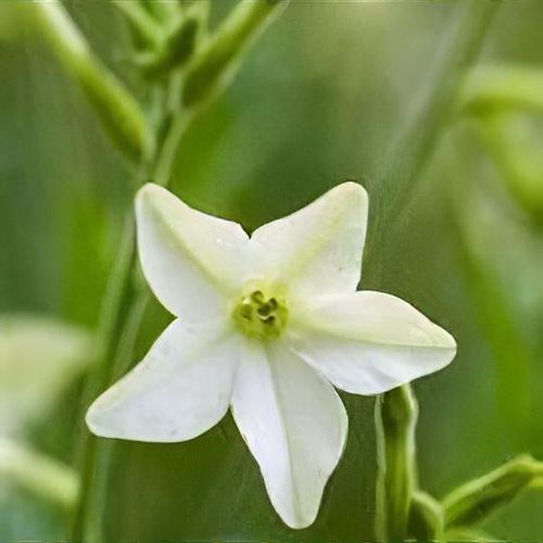 Nicotiana alata 'Grandiflora'