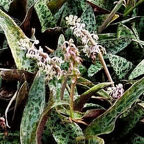 aphrodite plant Aphrodite Sweetshrub – Plant Detectives main image 0