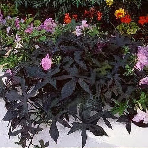 Ipomoea batatas 'Blackie' - Shoot