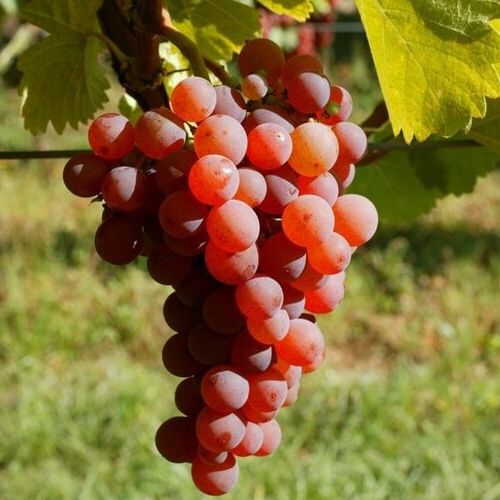 Suffolk Red Seedless Grape Vine