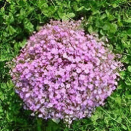 Psammophiliella muralis 'Gypsy Deep Rose' - Shoot