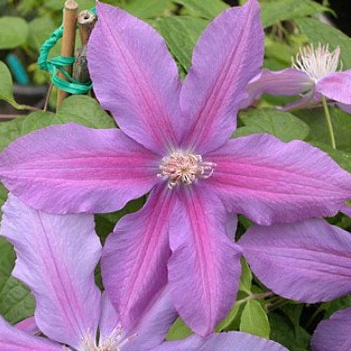 Clematis 'Andrew' - Shoot