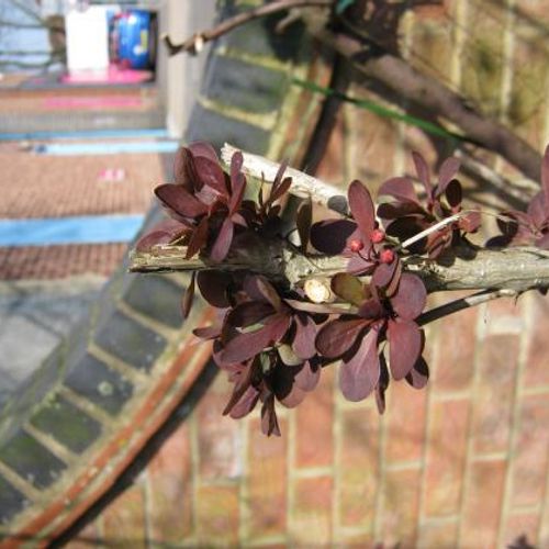 Berberis thunbergii 'Bagatelle' - Shoot