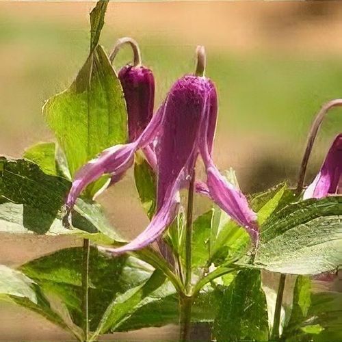 Clematis 'Hanajima' - Shoot
