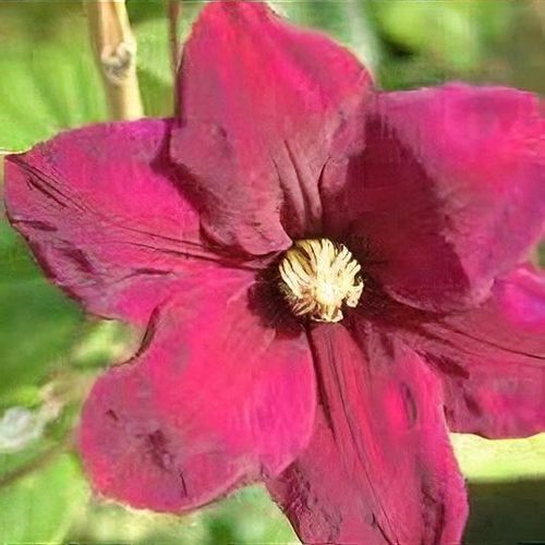 Clematis 'Maureen' - Shoot