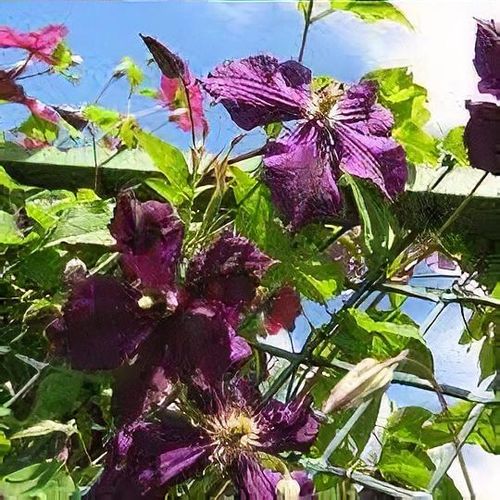 Clematis 'Mefistofel' - Shoot