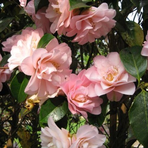 Camellia japonica 'Hagoromo' - Shoot