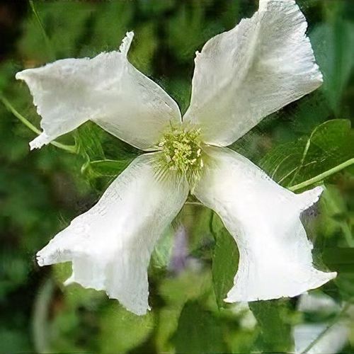 Clematis 'White Magic' - Shoot