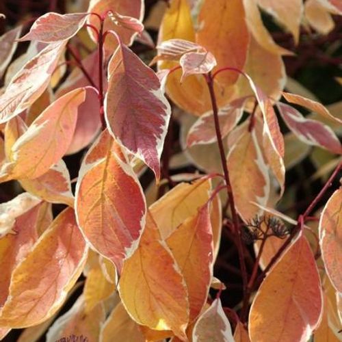 künstlicher tannengirlande Tannengirlande künstlich beflockt grün L180cm – finehomegarden main image 0