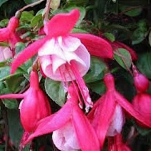 Cacoon Poltrona Sospesa Singola Diametro 1,5m - Amaca Rotonda Per Relax In Casa E Giardino, Portata 200kg, Colore Fuchsia - 6