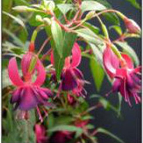Fuchsia Hobo Shoot