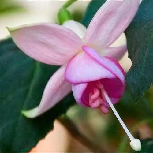 Fuchsia 'Remember Eric' - Shoot
