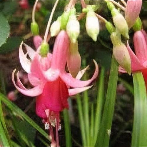 Fuchsia 'Rika' - Shoot