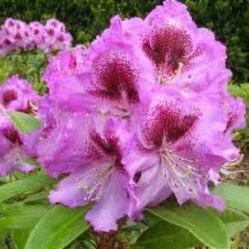Rhododendron 'Pfauenauge' - Shoot