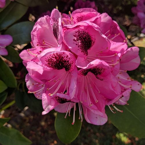 Rhododendron 'Pfauenauge' - Shoot