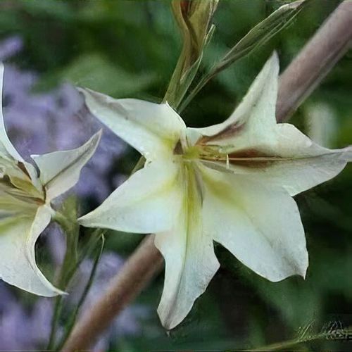 Gladiolus tristis deals