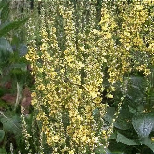 Verbascum chaixii 'Sixteen Candles' - Shoot