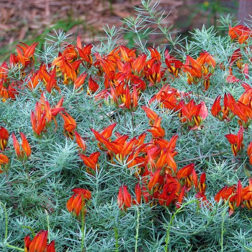Lotus berthelotii Shoot